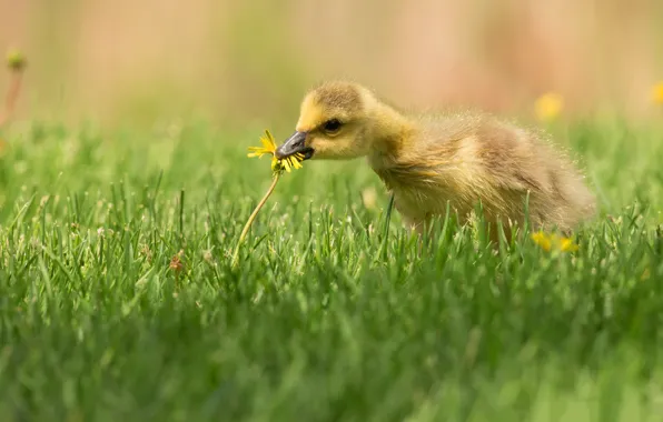 Flower, grass, dandelion, bird, glade, chick, duck, Gosling