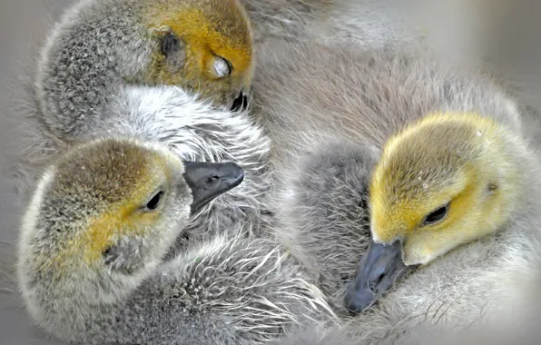 Picture nature, bird, duck, duck