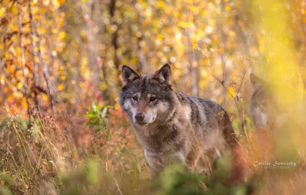 Picture autumn, face, wolf, portrait, predator