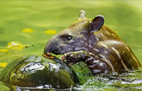 Picture animals, nature, mine detector), tapir