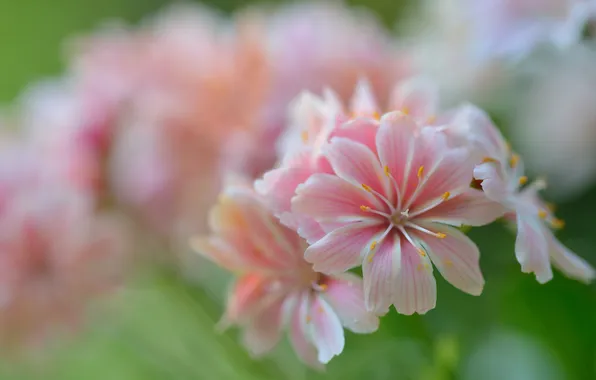 Picture macro, flowers, gentle, pink, Leviziya cotyledon
