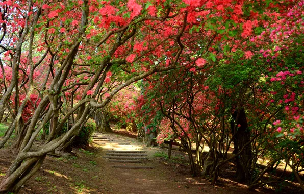 Trees, flowers, Park, track, stage, rhododendron