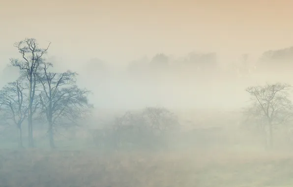 Field, fog, peispi