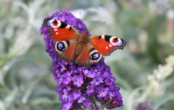 Eyes, butterfly, purple