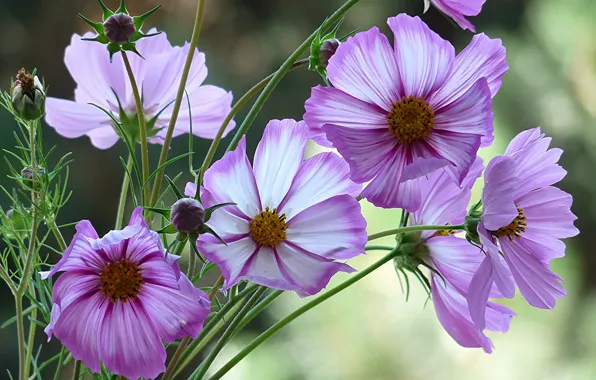 Flowers, pink, buds, kosmeya