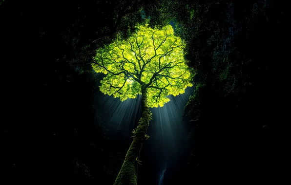 Nature, Beauty, Jungle, Nature, Wilderness, Surreal, Illuminated, Rainforest