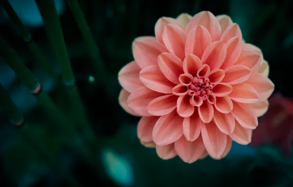 Macro, Rosa, petals, dahlias