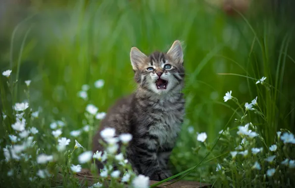 Picture grass, flowers, nature, animal, cub, kitty, wood, Yuriy Korotun