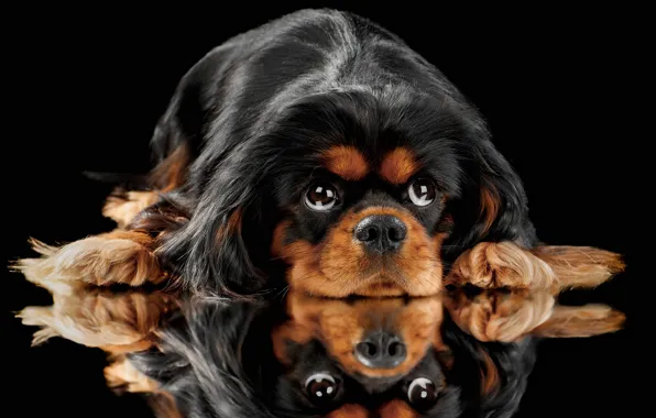 Picture look, reflection, portrait, dog, face, black background, King Charles Spaniel, English toy Spaniel