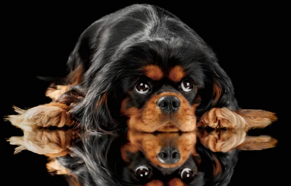 Look, reflection, portrait, dog, face, black background, King Charles Spaniel, English toy Spaniel