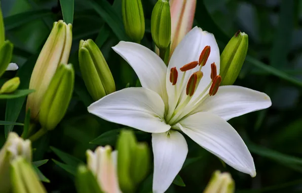 Picture white, macro, Lily, buds