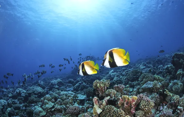 Fish, corals, the bottom of the sea, blue water