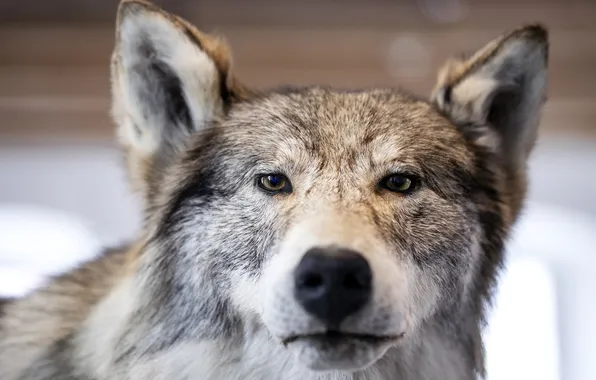 Nature, face, animal, wolf, wildlife, head, fur, mammal
