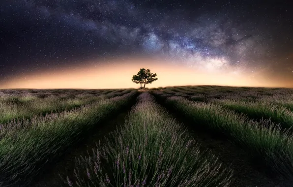 Field, the sky, stars, night, tree, the milky way, lavender