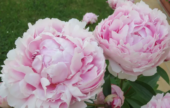 Picture leaves, petals, Bud, flowering, peony