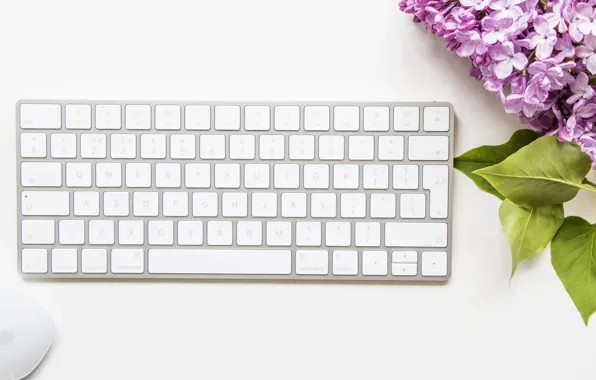 Mouse, keyboard, lilac