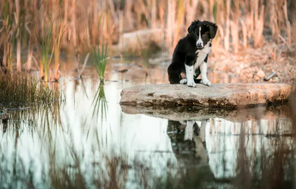 Picture grass, water, reflection, stone, dog, baby, puppy, pond