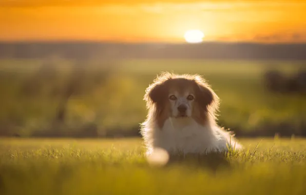 Field, summer, the sky, grass, the sun, light, sunset, dawn