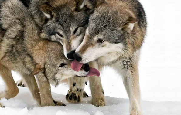 Pack, Wolf, wolves