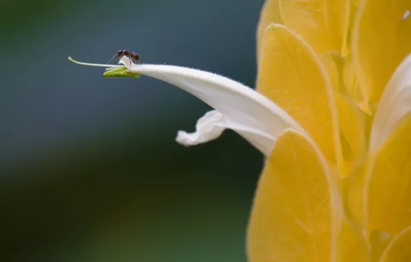 Flower, macro, nature, ant