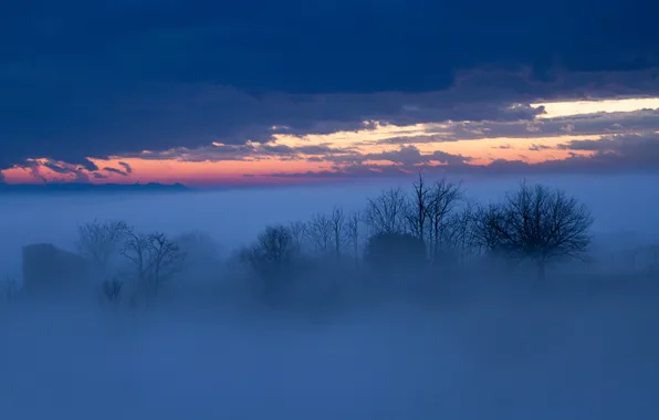 Picture the sky, trees, clouds, fog, glow