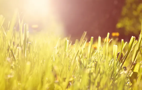 Picture the sun, light, Grass, morning