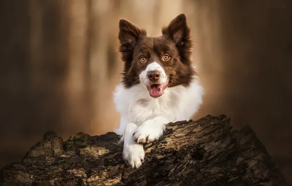 Picture face, dog, paws, snag, bokeh, The border collie