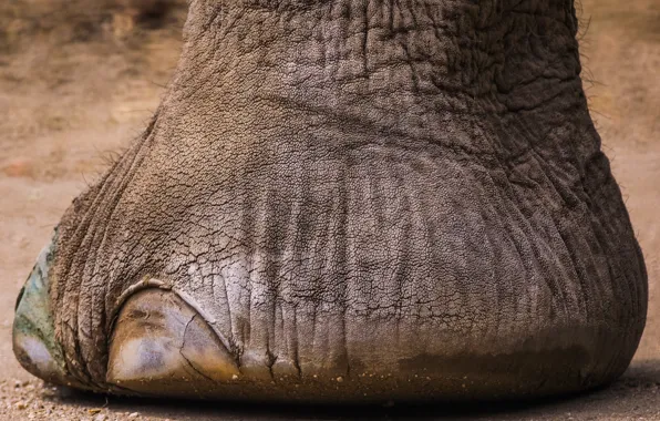 Picture elephant, nail, foot, foot, elephant toe nail