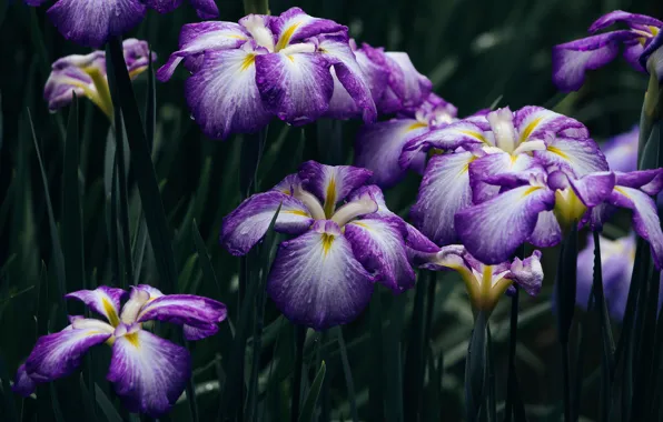 Picture purple, leaves, drops, flowers, the dark background, spring, lilac, iris