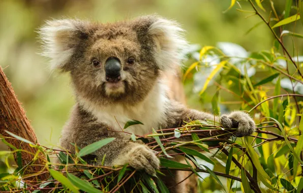 Picture look, leaves, branches, nature, pose, portrait, face, Koala