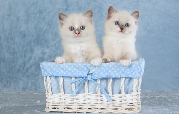 Look, cats, pose, kitty, basket, together, pair, kittens