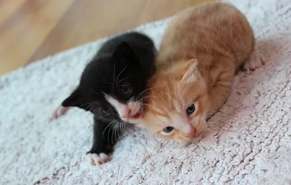 Cats, pose, kitty, black, red, kittens, floor, Mat