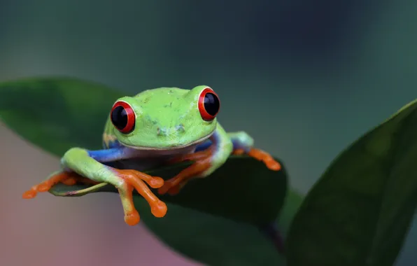 Look, leaves, pose, frog, green, wood, red-eyed tree frog