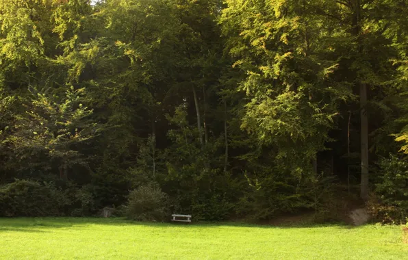 Picture field, grass, trees, grass, Nature, trees, field, bench