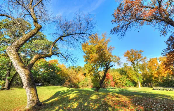 Picture autumn, the sky, grass, leaves, trees, Park, shadow