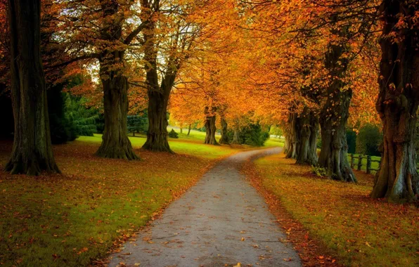Road, autumn, leaves, trees, Park, alley