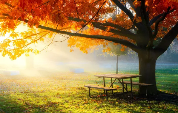 Autumn, the sun, light, Park, tree, branch, foliage, benches