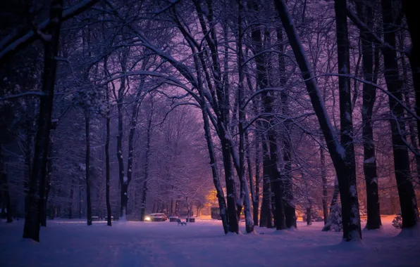 Picture forest, trees, the city, lights, Park, the evening