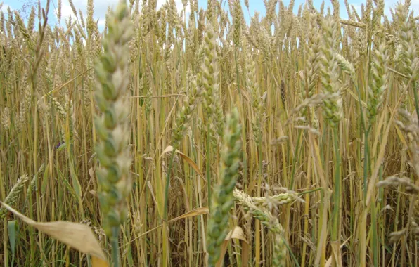 Picture wheat, field, bread