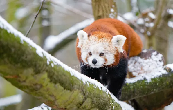 Winter, look, snow, branches, nature, background, tree, red Panda