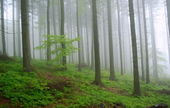 Forest, trees, nature, fog, Poland, Poland, Rovnica, Kris Sliver