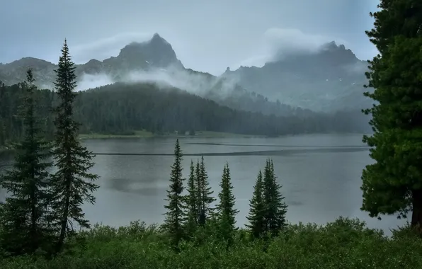 Picture forest, the sky, trees, landscape, mountains, clouds, nature, fog