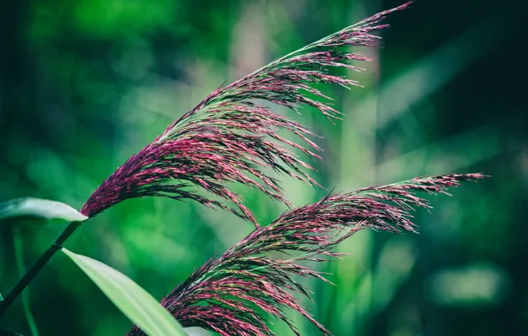 Grass, nature, background
