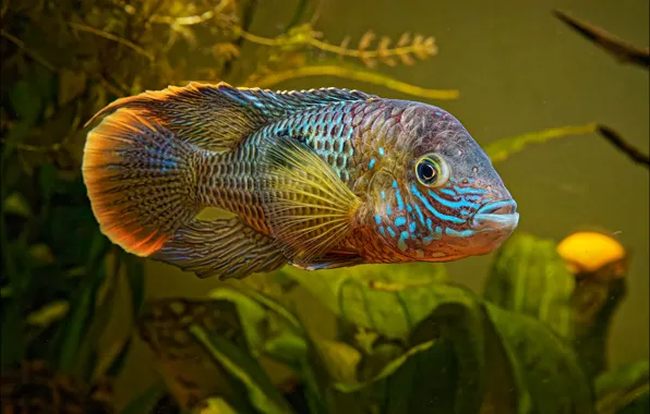 Water, aquarium, fish