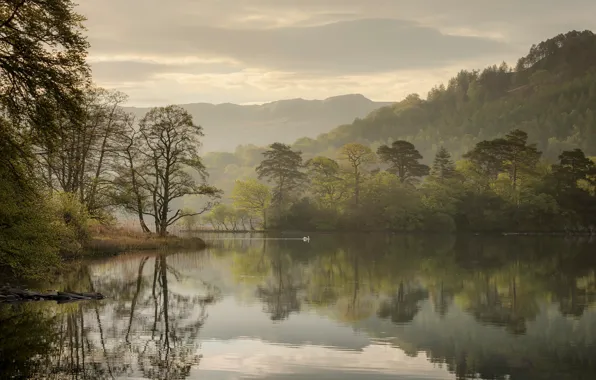 Trees, lake, reflection, England, morning, Swan, England, The lake district