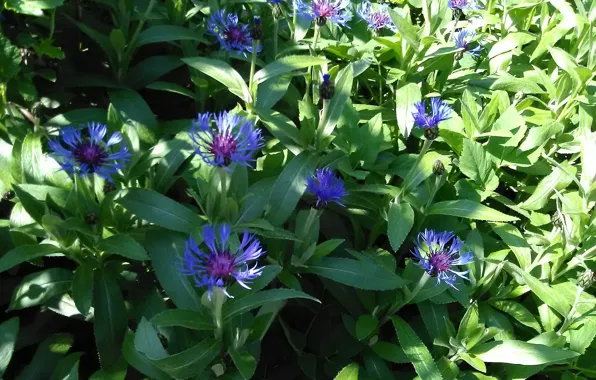 Sunny day, blue flowers, flowerbed with flowers