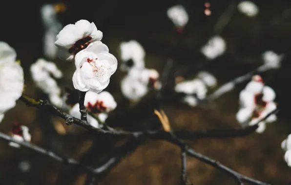 Picture flowers, branches, petals, white