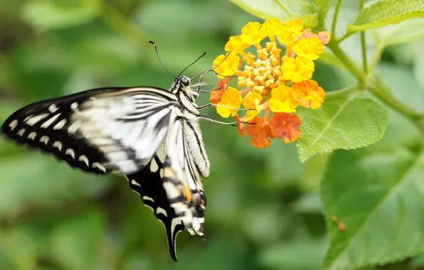 Flower, macro, butterfly, wings, beautiful, closeup