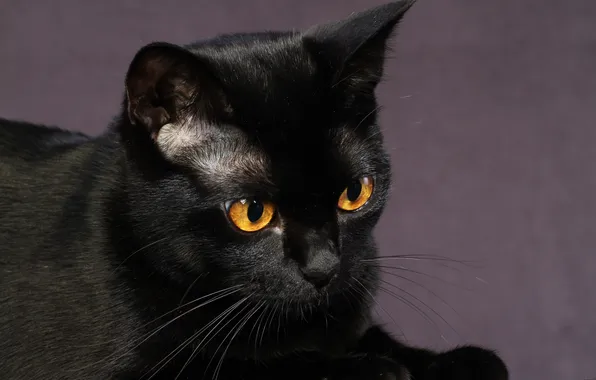 Picture cat, look, face, black cat