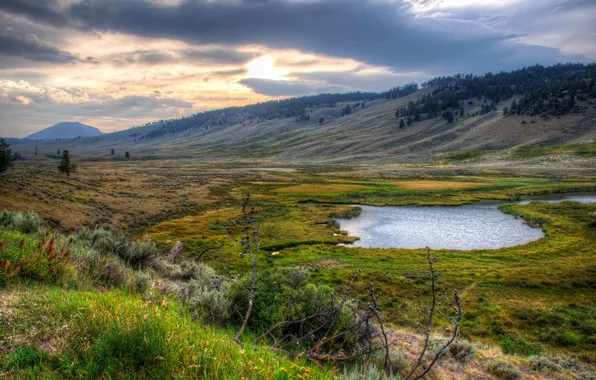 Grass, landscape, nature, Park, USA, Yellowstone